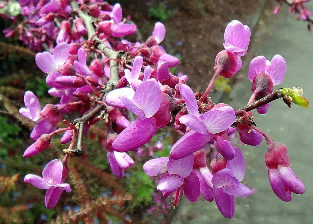 Heirloom Non-GMO Pink Cercis Siliquastrum Flower Seeds – Ornamental Tree Blooms for Garden Planting