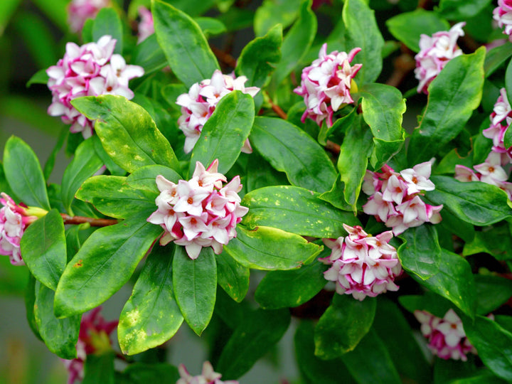 Daphne Seeds for Planting Organic, Heirloom, Non-GMO Flowering Shrub Seeds