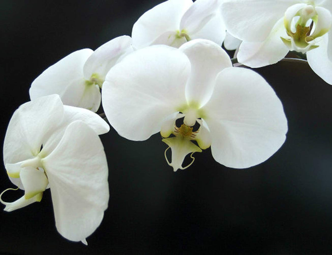 White Butterfly Orchid Flower Seeds for Planting - 100 pcs