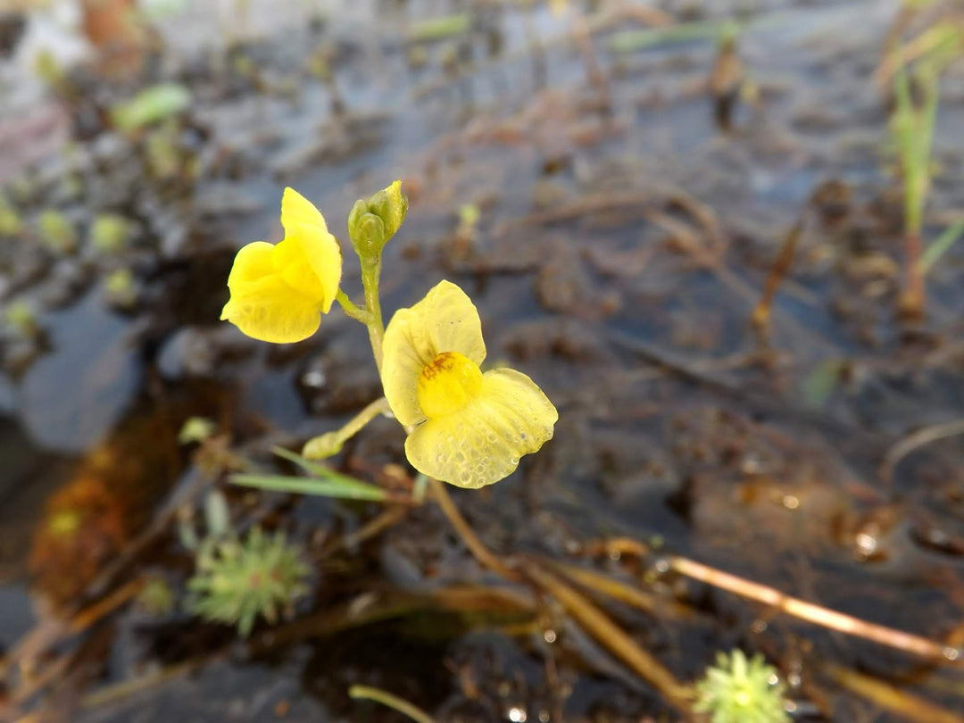 Gule Utricularia blomsterfrø til plantning - 100 stk