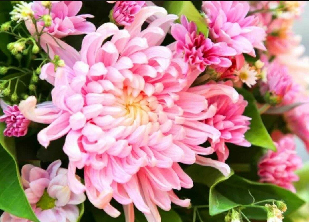 Gul Pink Chrysanthemum Blomsterfrø til udplantning - 100 stk