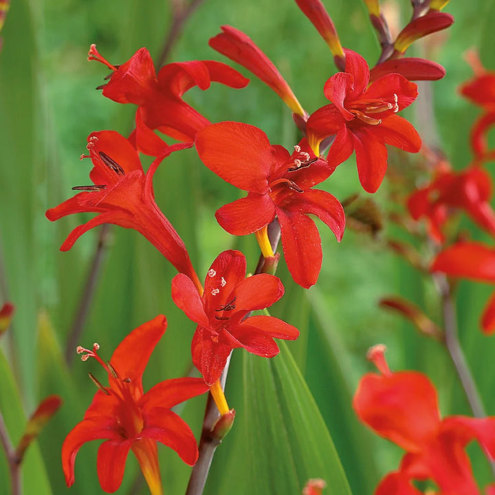 Heirloom Non-GMO Red Crocosmia Lucifer Flower Seeds for Planting – High Germination Organic Garden Seeds