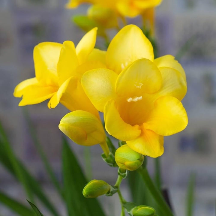 Gule freesiaer blomsterfrø til udplantning 100 stk