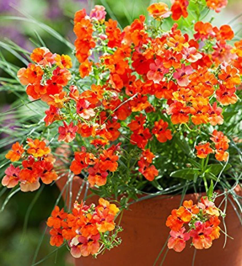 Mixed Nemesia Carnival Flower Seeds for Planting - 100 pcs