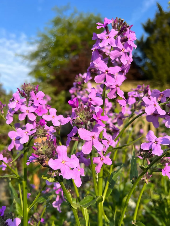 Hesperis Matronalis Flower Seeds for Planting - 100 pcs