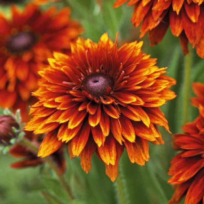 Orange Cherokee Flower Seeds for Planting, 100 pcs