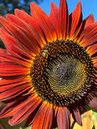 Orange Red Sunflower Seeds for Planting - 100 pcs