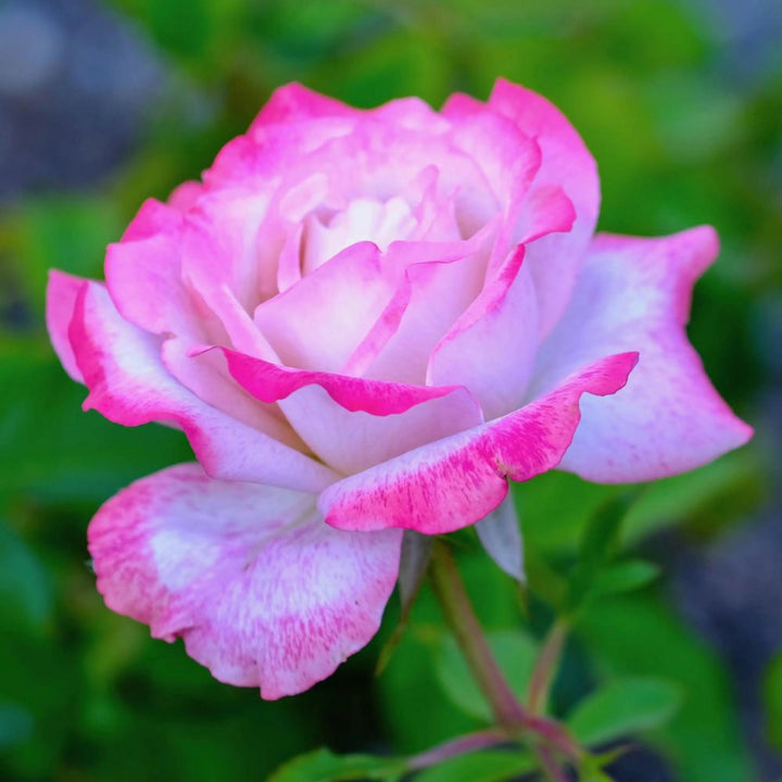 Pink & White Rose Heirloom Non-GMO Seeds for Planting – Organic Garden Seeds, High Germination