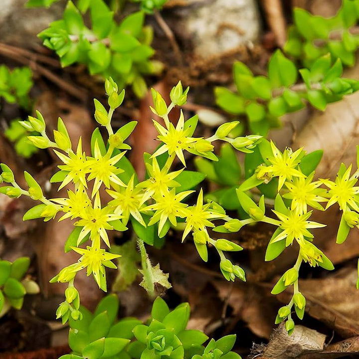 Yellow Moss Stonecrop Flower Seeds for Planting 100 pcs