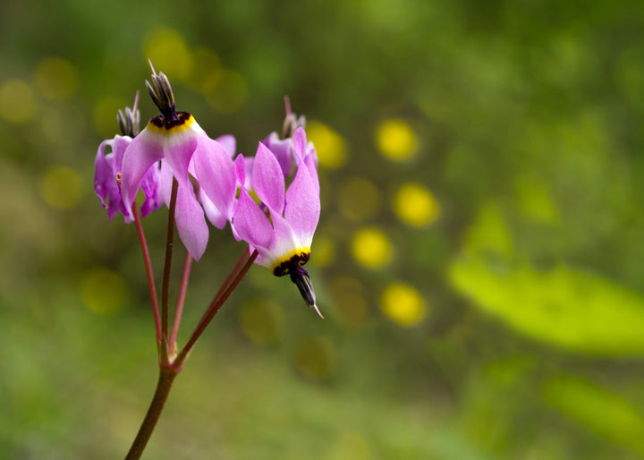 Lilla Dodecatheon blomsterfrø til udplantning, 100 stk