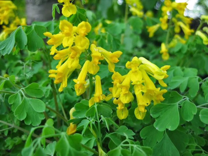 Yellow Corydalis Flower Seeds for Planting - 100 pcs