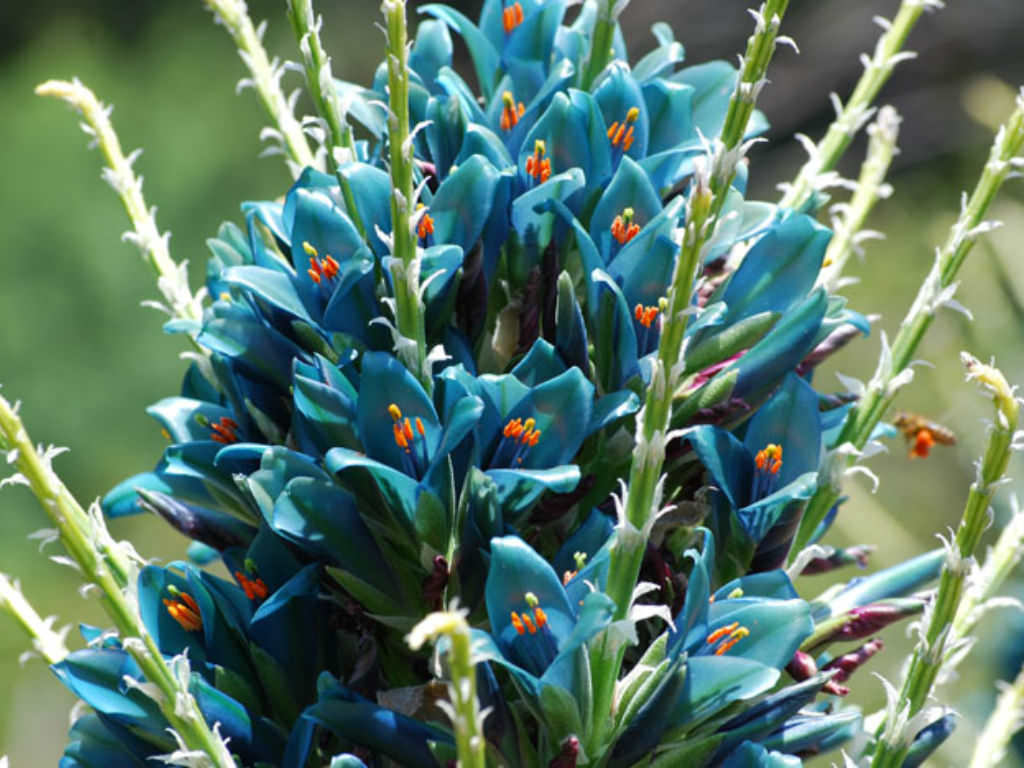 Green Blue Puya Plant Seeds for Planting, 100 pcs