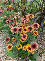 Rudbeckia Sahara Seeds for Planting - 100 pcs