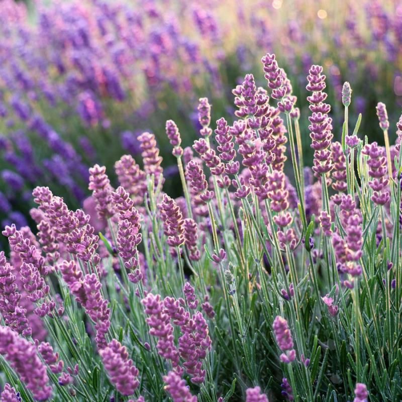 Pink Lavendel Merian Blomsterfrø til udplantning - 100 stk