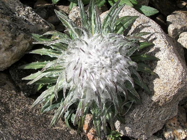 Heirloom Non-GMO Saussurea Plant Seeds for Unique Foliage and