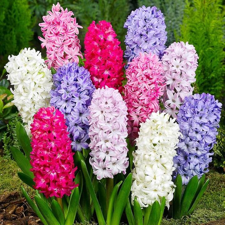 Multi-Color Hyacinthus Orientalis Seeds for Planting – Heirloom, Non-GMO, High Germination Organic Garden Seeds