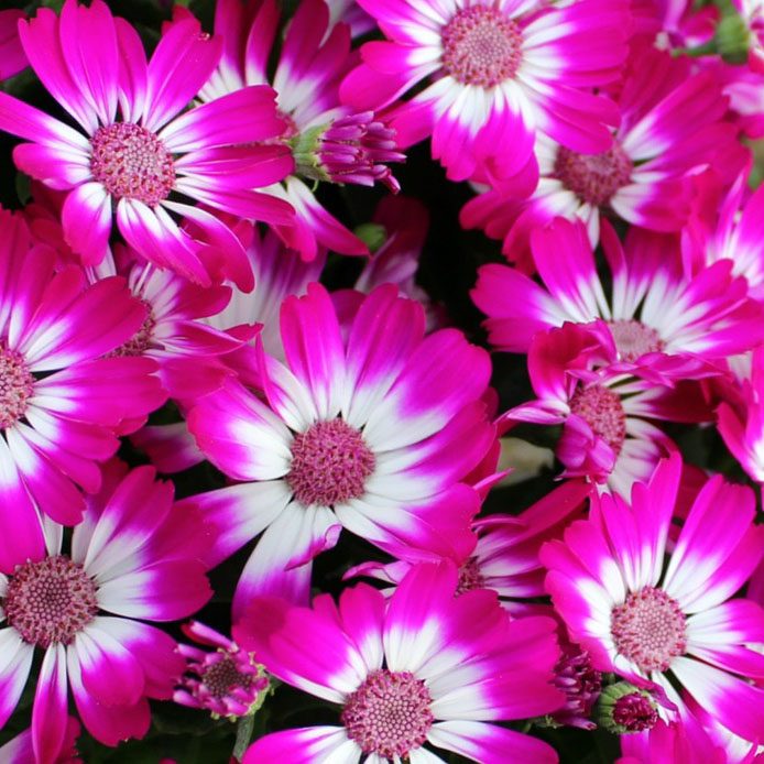 Heirloom Pink Cineraria Flower Seeds for Planting, Non-GMO