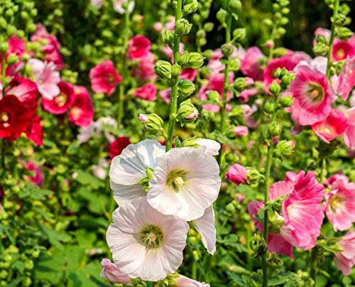 Mixed Danish Hollyhock Flower Seeds for Planting - 100 pcs