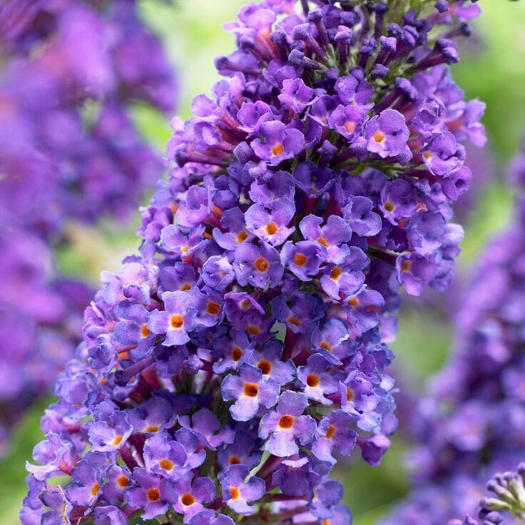 Blue Butterfly Bush Buddleia Davidii Seeds for Planting – Attract Pollinators, Non-GMO