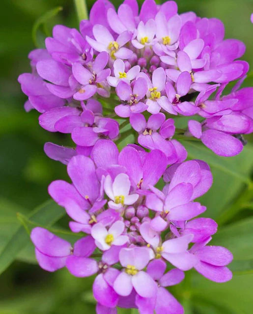 Violet Iberis Blomsterfrø til udplantning, 100 stk