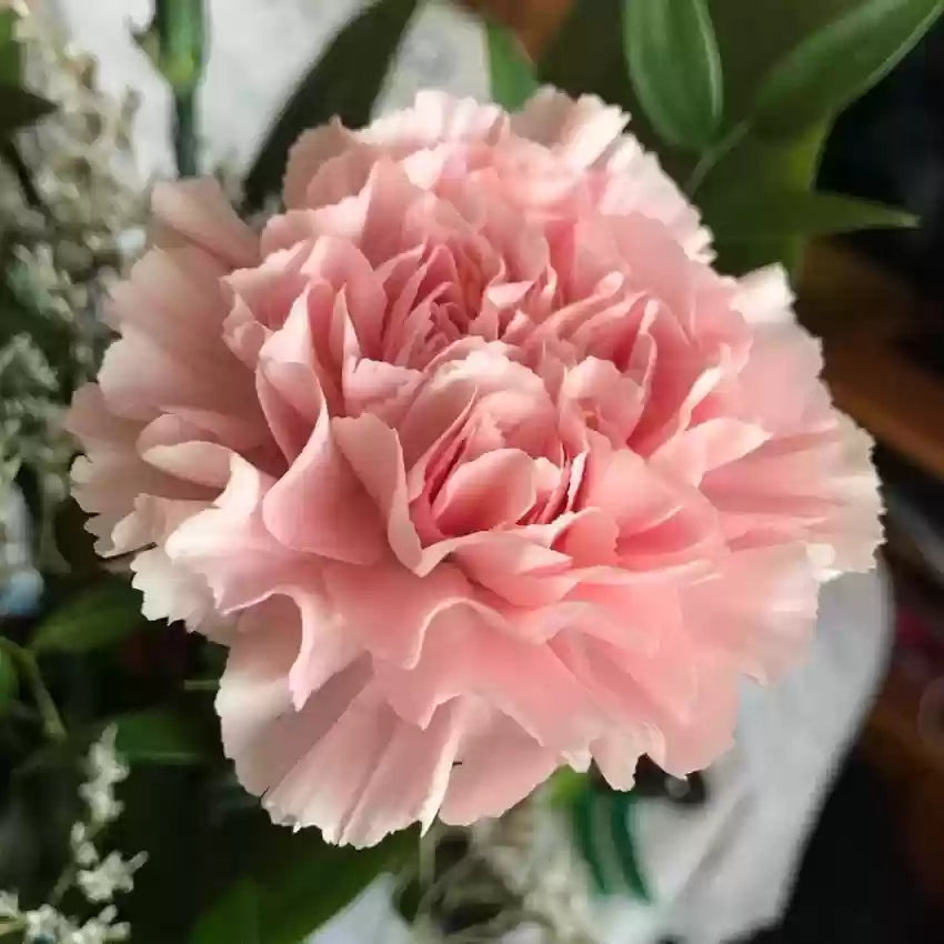 Pink Carnations Flower Seeds for Planting - 100 pcs