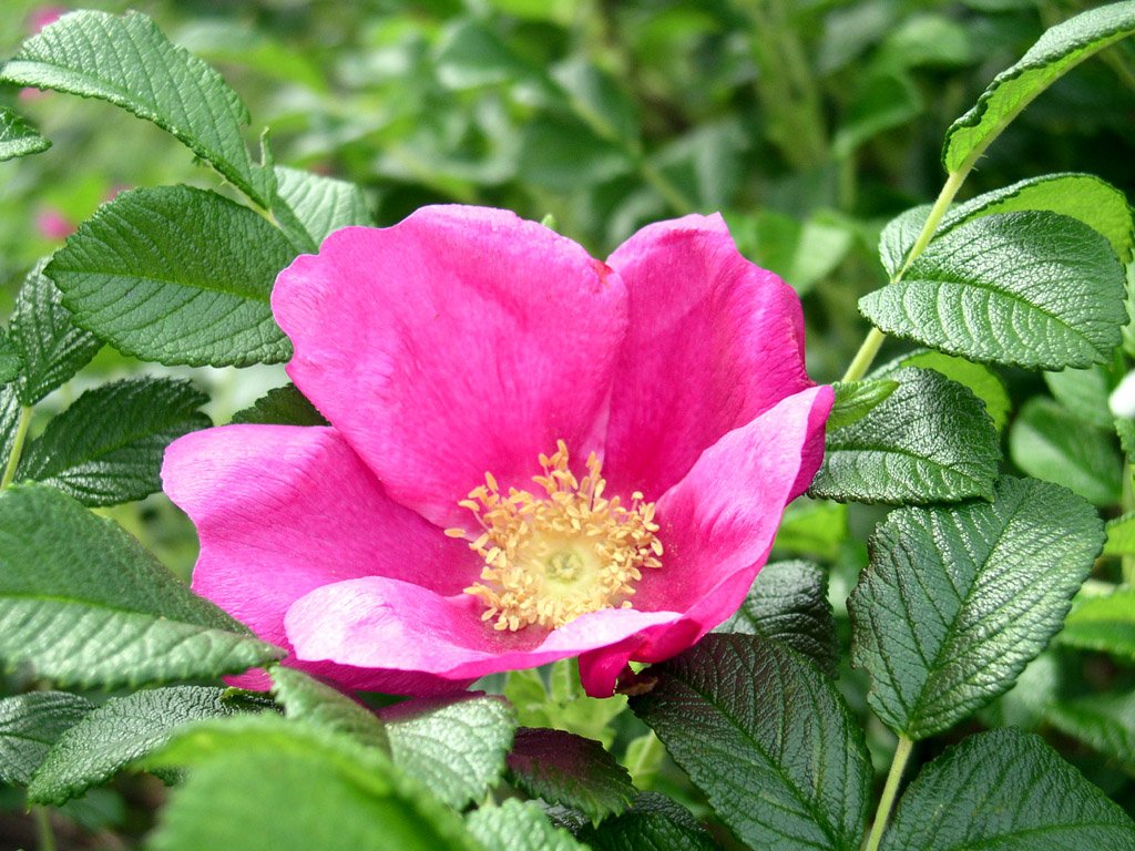 Rosa Rugosa Blomsterfrø til udplantning, 100 stk