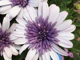 White Purple Omeris Flower Seeds for Planting 100 pcs