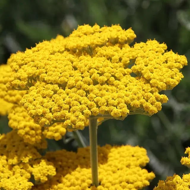 Yellow Achillea Flower Seeds for Planting - 100 pcs