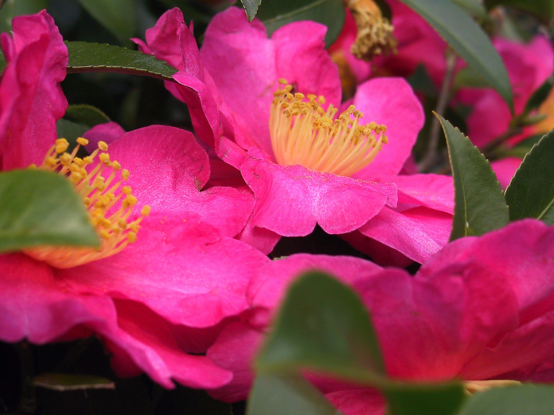 Pink Yellow Camellia Flower Seeds for Planting - 100 pcs