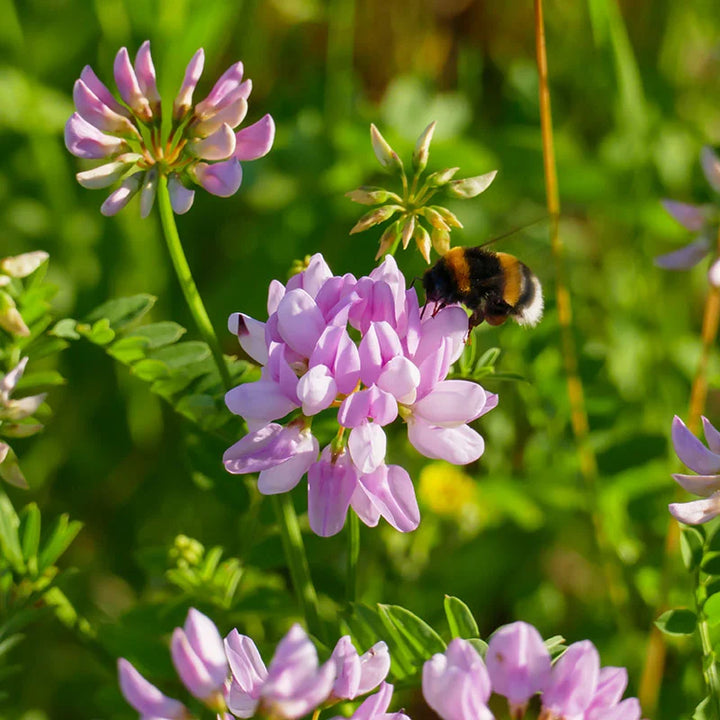 Heirloom Non-GMO Violet Crown Vetch Flower Seeds for Ground Cover and Pollinator Garden Planting