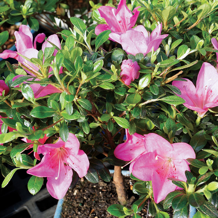 Pink Satsuki Azalea Flower Seeds for Planting - 100 pcs