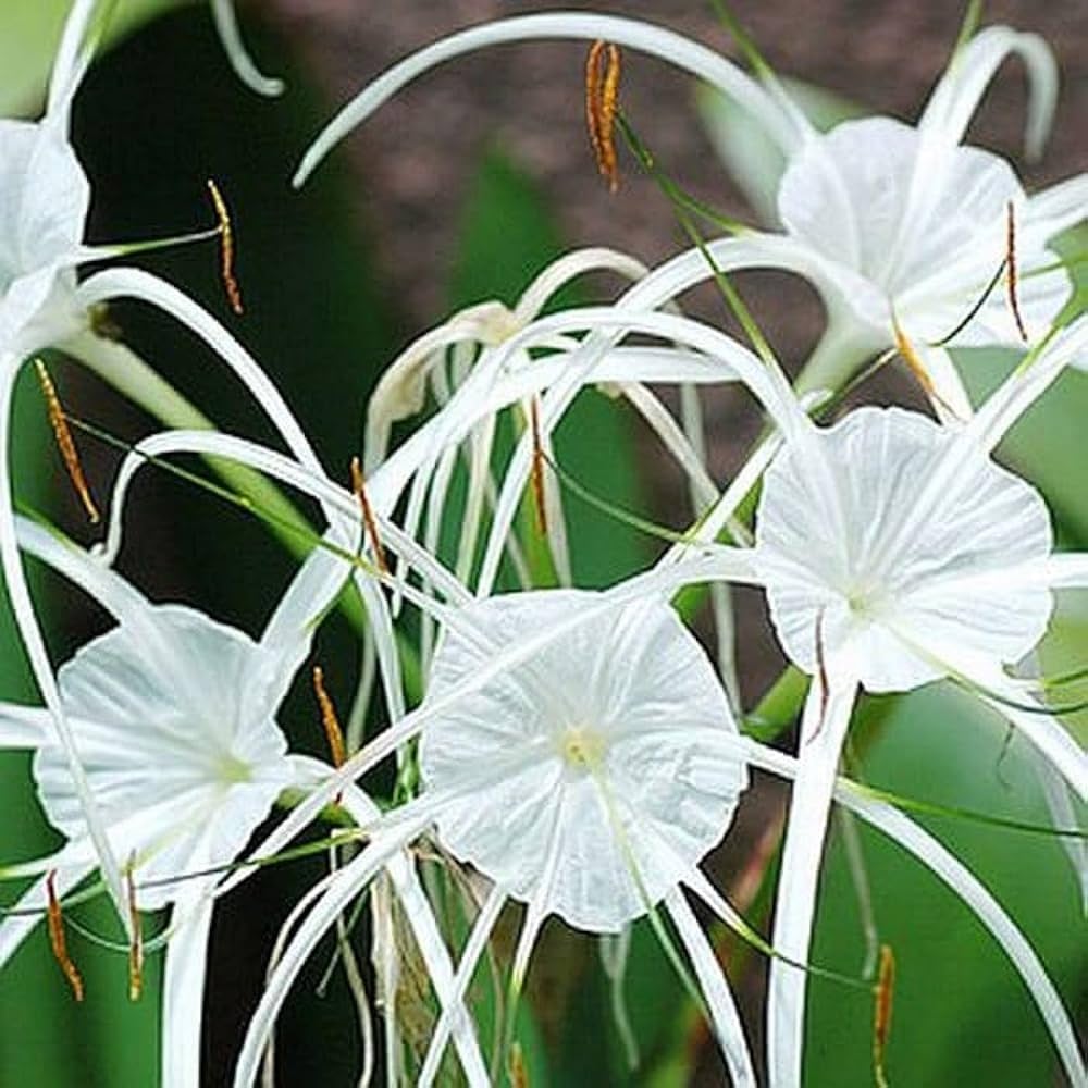 Heirloom Hymenocallis Flower Seeds, Non-GMO Spider Lily Blooms for Elegant Garden Planting