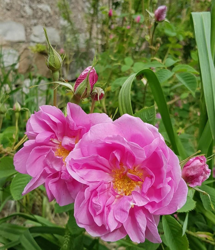 Rosa Damascena Seeds for Planting – Organic, Heirloom, Non-GMO Aromatic Flower Seeds