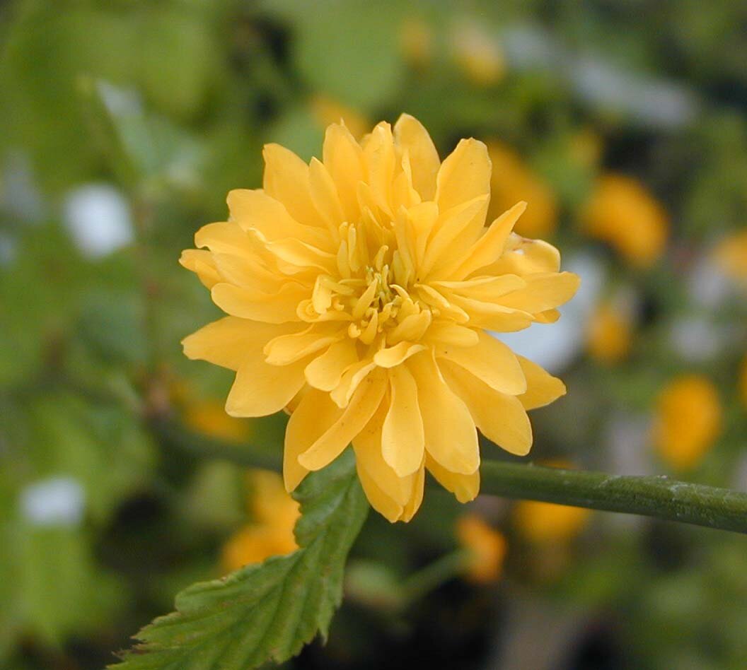 Yellow Kerria Japonica Flower Seeds for Planting - 100 pcs