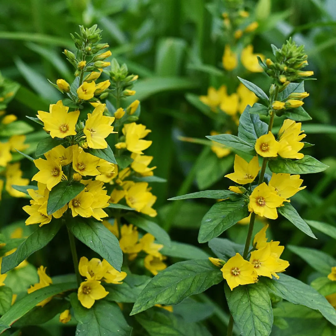 Gule Lysimachia Punctata blomsterfrø til udplantning, 100 stk