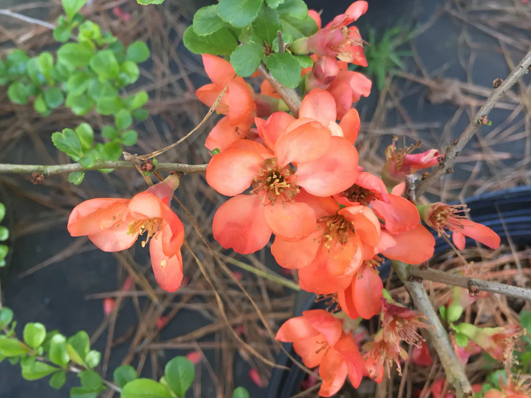 Orange Chaenomeles blomsterfrø til plantning - 100 stk