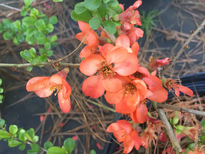 Orange Chaenomeles blomsterfrø til plantning - 100 stk