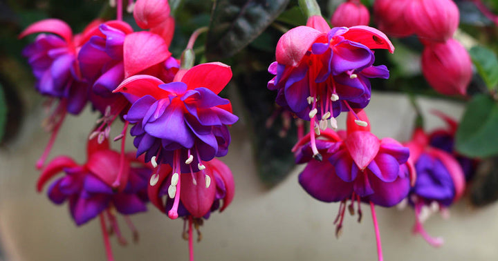 Purple Fuchsia Flower Seeds – Heirloom Non-GMO Seeds for Planting with Vibrant Petals