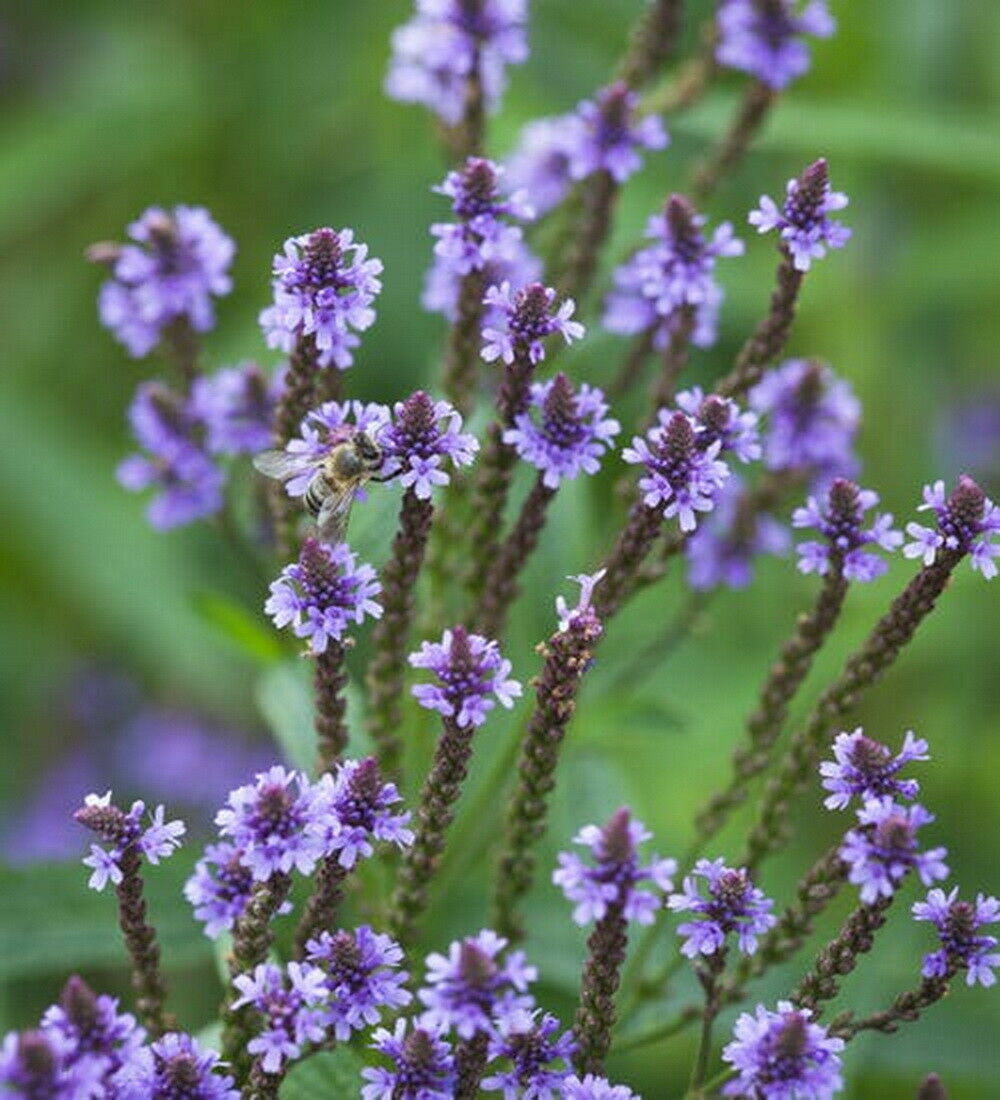 Vervain Hastata Flower Seeds for Garden Planting – Heirloom, Non-GMO Hardy Wildflower Variety