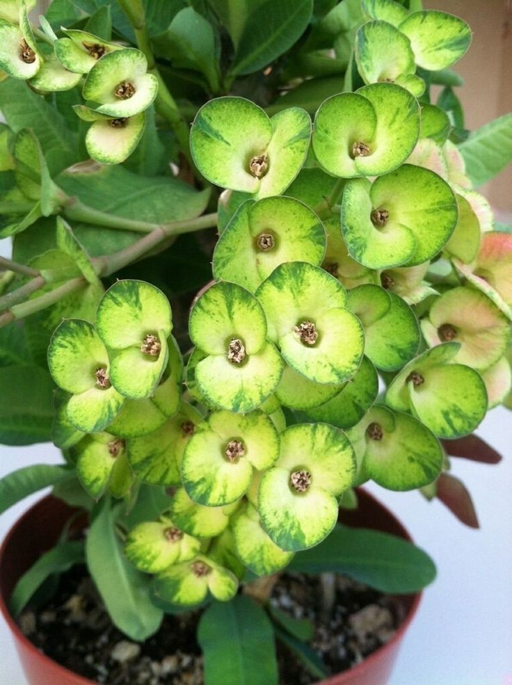 Green Euphorbia Milii Flower Seeds for Planting, 100 pcs