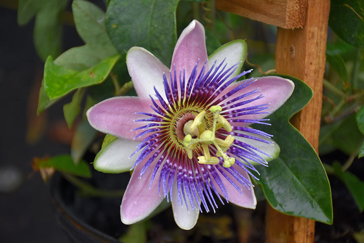 Organic Heirloom Non-GMO Purple Passiflora Flower Seeds for Planting – Exotic Passion Vine