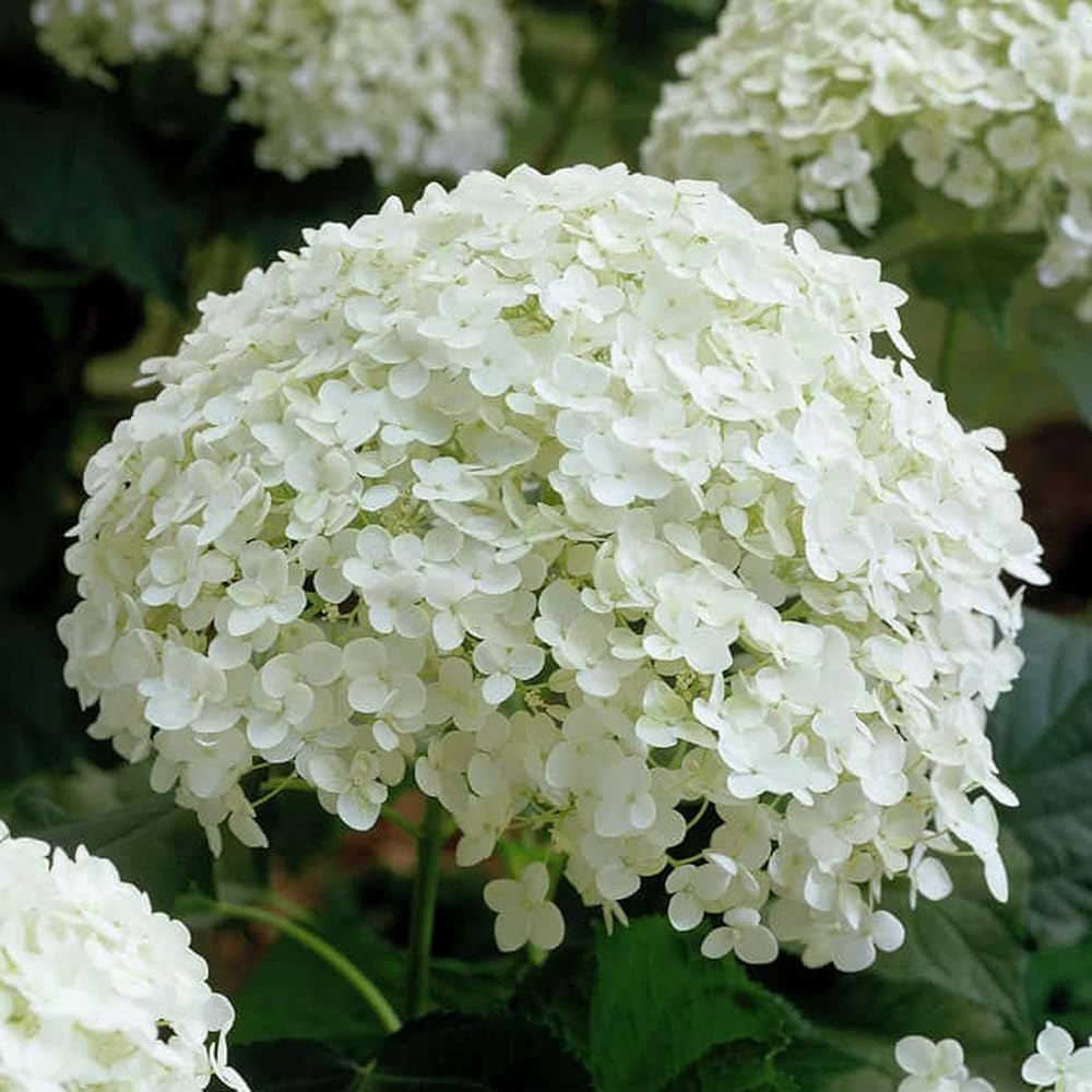 Annabelle Flower Seeds for Planting, 100 pcs