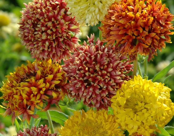 Blandede Gaillardia blomsterfrø til udplantning, 100 stk