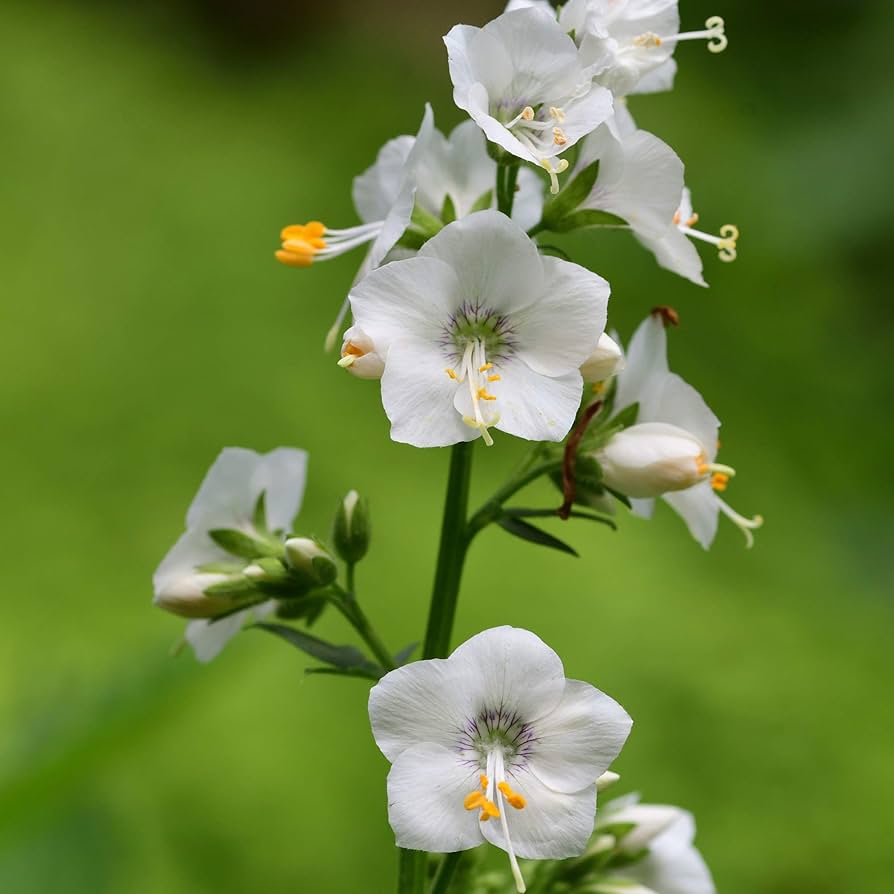 Jacob's Ladder Flower Seeds – Heirloom, Non-GMO, Pollinator-Friendly Blooms for Garden Planting