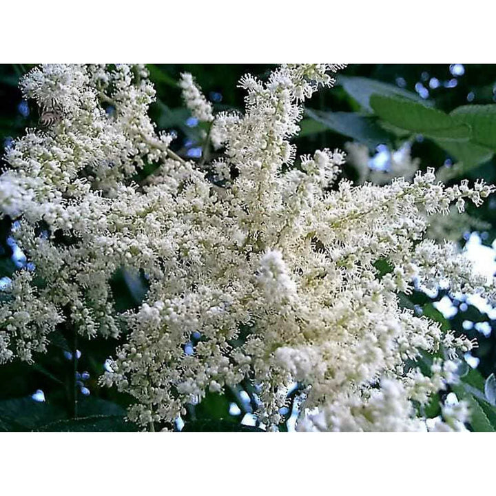 Hvide Sumac blomsterfrø til udplantning - 100 stk