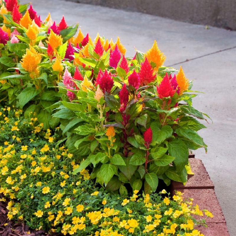 Blandede Celosia Argentea blomsterfrø til plantning - 100 stk