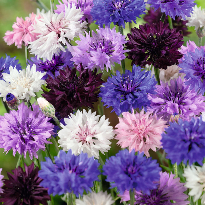 Cornflower Planting Seeds heirloom & Non-GMO Seeds