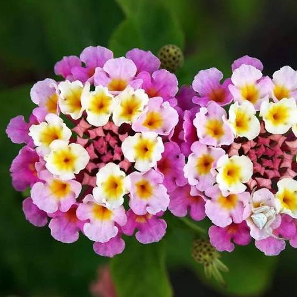 Lantana Camara Blomsterfrø Blandede farver til plantning 100 stk