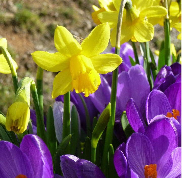 Blågule påskeliljer Blomsterfrø til udplantning - 100 stk