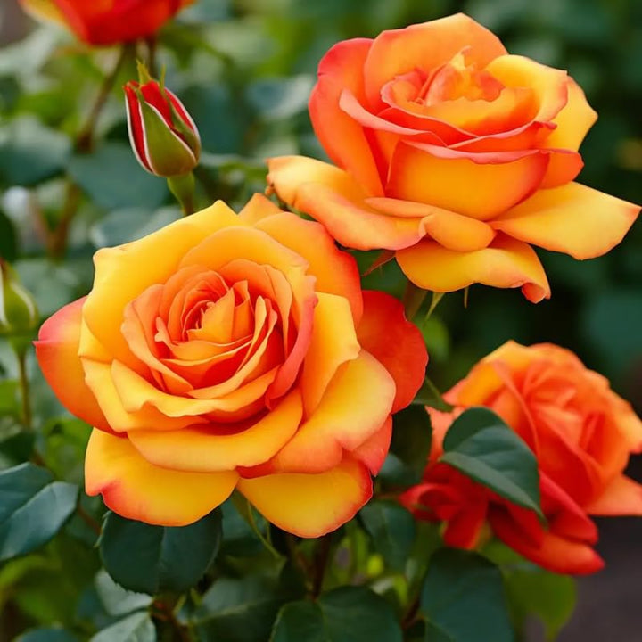 Orange Yellow Rose Plant Seeds for Planting Non-GMO Heirloom Garden Seeds for Growing